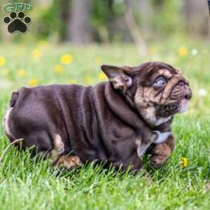 Chanel Cocoa, English Bulldog Puppy
